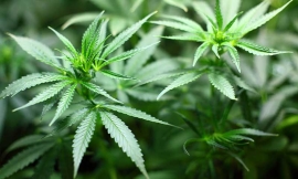 E se smettessimo di combattere la droga?
