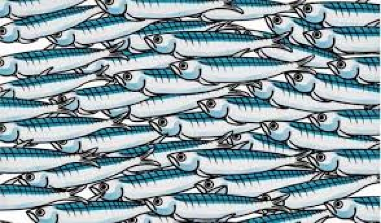 Noi stiamo con le sardine