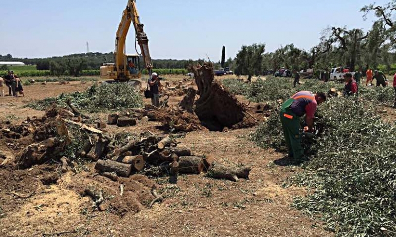Xylella: la scienza falsa al servizio del capitale