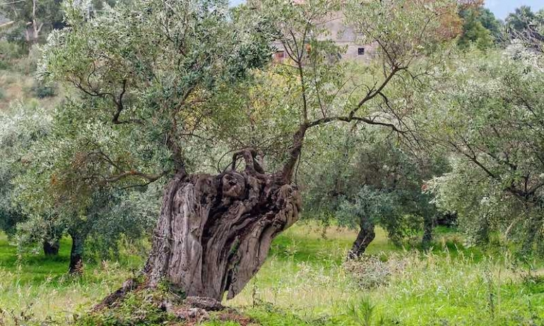 La trasformazione dell’agricoltura fra capitalismo ed ecomafie